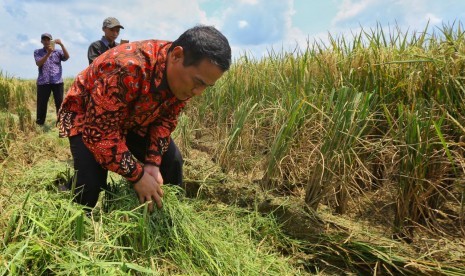 Menteri Pertanian Andi Amran Sulaiman membantu petani memanen padi