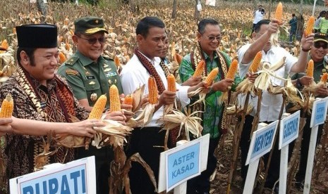 Menteri Pertanian Andi Amran Sulaiman menghadiri panen perdana jagung di Desa Tanjung Agung, Kecamatan Katibung, Kabupaten Lampung Selatan, provinsi Lampung, Kamis (16/2).