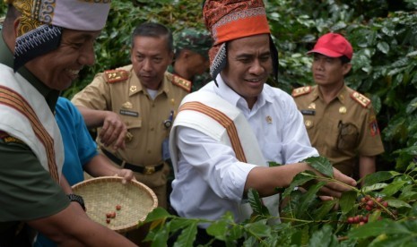 Menteri Pertanian Andi Amran Sulaiman saat memetik kopi yang sudah bisa dipanen di Kecamatan Gandang Batu Silanan, Kabupaten Tana Toraja, Selasa (24/4). 