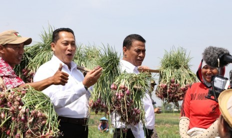 Menteri Pertanian Andi Amran Sulaiman sedang memanen bawang merah