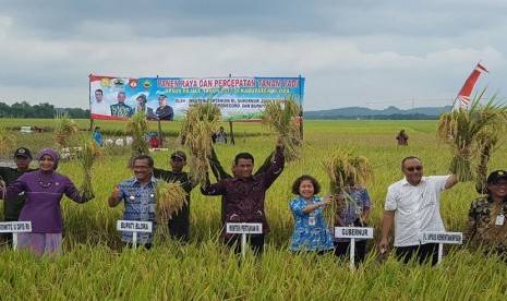 Menteri Pertanian Andi Amran Sulaiman (tengah) mengangkat padi saat melakukan panen raya di Desa Pulo Kecamatan Kedungtuban, Kabupaten Blora, Jawa Tengah, Selasa (24/1). 