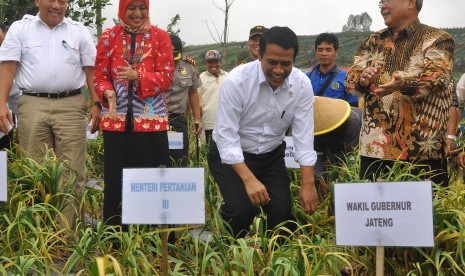 Menteri Pertanian Andi Amran Sulaiman (tengah) meninjau tanaman bawang putih di perladangan lereng gunung Sumbing Desa Petarangan, Kledung, Temanggung, Jawa Tengah, Rabu (12/4).