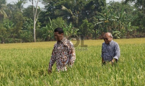 Menteri Pertanian (Mentan) Andi Amran Sulaiman bersama Plt. Bupati Karawang, Cellica Nurachadiana dan pihak Institut Pertanian Bogor (IPB) melakukan panen raya padi di Desa Mekar Asih, Kecamatan Banyu Sari, Karawang, Jumat (25/9).Humas Kementan