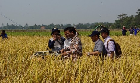 Menteri Pertanian (Mentan) Andi Amran Sulaiman bersama Plt. Bupati Karawang, Cellica Nurachadiana dan pihak Institut Pertanian Bogor (IPB) melakukan panen raya padi di Desa Mekar Asih, Kecamatan Banyu Sari, Karawang.