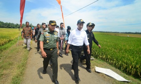 Menteri Pertanian (Mentan) Andi Amran Sulaiman (kedua kanan) didampingi Bupati Ciamis Iing Syam Arifin (ketiga kiri) meninjau area sawah petani pada kunjungan kerja safari panen raya dan serap gabah di Kampung Lakbok, Kabupaten Ciamis, Jawa Barat, Jumat (1