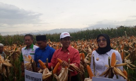 Menteri Pertanian (Mentan) Andi Amran Sulaiman melakukan panen jagung di Desa Randu Merak, Kecamatan Paiton, Kabupaten Probolinggo, Rabu (16/1).