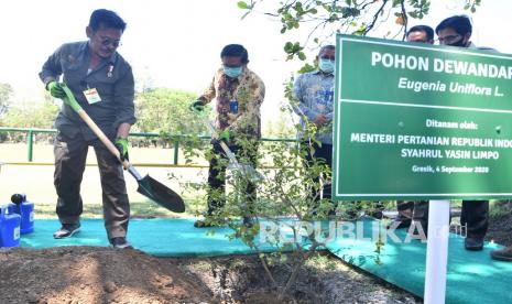 Menteri Pertanian Syahrul Yasin Limpo (kiri) dan Dirut Petrokimia Gresik Dwi Satriyo Annurogo (kedua kiri) menanam pohon Dewandaru di area Petrokimia Gresik, Jawa Timur, Jumat (4/9/2020). Kunjungan Syahrul Yasin Limpo tersebut dalam rangka meninjau ketersediaan pupuk bersubsidi yang akan disalurkan ke petani. 