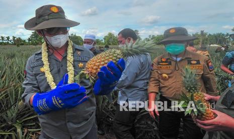 Panen nanas. Kementerian Perdagangan (Kemendag) segera mengambil langkah agar pajak ekspor nanas di beberapa negara seperti Korea Selatan dan Turki tidak memberatkan para pengusaha. 