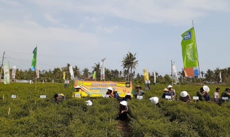 Kulon Progo Dorong Petani Tingkatkan Produksi Cabai (ilustrasi).