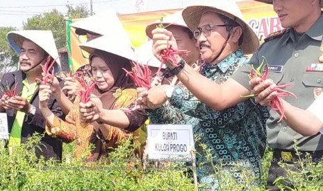 Kasubdit Cabai Direktorat Jenderal Hortikultura, Mardiyah, melakukan panen raya cabai di Trisik Banaran Kecamatan Galur, Kabupaten Kulonprogo, Jumat (6/12).