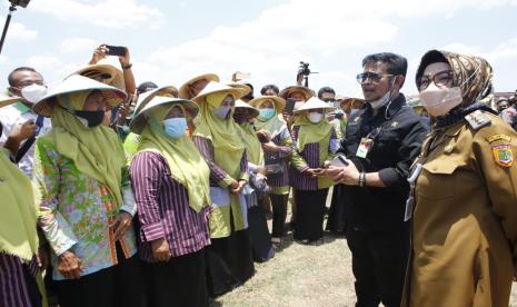 Menteri Pertanian Syahrul Yasin Limpo (Mentan SYL) bersama Bupati Sukoharjo, Etik Suryani, melakukan panen padi hasil indeks pertanaman 4 kali setahun di Desa Tegalsari, Kecamatam Weru, Kabupaten Sukoharjo, Selasa (12/10). 