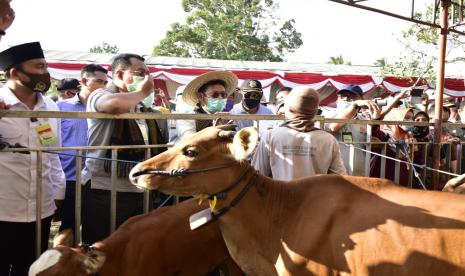 Menteri Pertanian Syahrul Yasin Limpo (Mentan SYL) bersama Gubernur NTB, Zulkieflimansyah, Bupati Lombok Tengah, Moh. Suhaili Fadhil Thohir melakukan panen 1.000 pedet hasil Inseminasi Buatan (IB) di Desa Barabali, Kecamatan Batukliang, Lombok Tengah, NTB, Sabtu (22/8). 