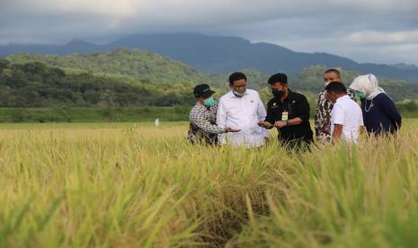 Menteri Pertanian Syahrul Yasin Limpo (Mentan SYL) dalam acara panen dan serap gabah yang dihelat lahan padi Kelompok Tani Makkatutue Desa Lawallu Kecamatam, Soppeng Riaja, Kabupaten Barru, Sabtu (20/3).