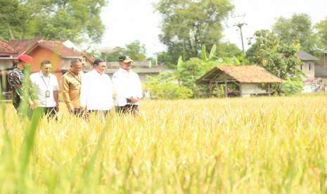 Menteri Pertanian Syahrul Yasin Limpo (Mentan SYL) saat mendampingi Presiden Jokowi dalam panen raya nusantara di Kabupaten Kebumen, Jawa Tengah, Kamis (9/3/2023).