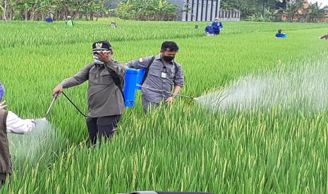 Menteri Pertanian Syahrul Yasin Limpo menyemprot tanaman padi dengan cairan pembasmi hama di sela-sela meninjau lahan pertanian di Desa Kaling, Kecamatan Tasikmadu, Kabupaten Karanganyar, Jawa Tengah, Jumat (5/3). 