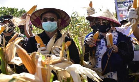 Menteri Pertanian Syahrul Yasin Limpo pada kegiatan tanam sekaligus panen integrasi kedelai-kelapa dan panen jagung di Desa Tontalete, Kecamatan Kema, Kabupaten Minahasa Utara (Minut), Ahad (30/8). Mentan SYL minta pengembangan komoditas pertanian menggunakan model korporasi petani