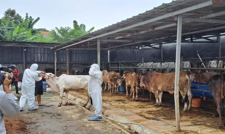 Menteri Pertanian Syahrul Yasin Limpo saat meninjau lokasi munculnya kasus penyakit mulut dan kuku (PMK) di kawasan Pondok Cabe Ilir, Pamulang, Tangsel, Kamis (19/5/2022). 