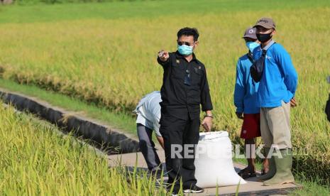 Menteri Pertanian Syahrul Yasin Limpo (SYL ) melakukan panen raya padi di Desa Rias, Kecamatan, Toboali, Kabupaten Bangka Selatan, Jumat (7/8/2020). 