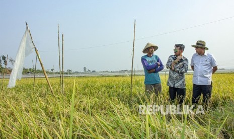 Menteri Pertanian Syahrul Yasin Limpo (tengah) bersama Kepala Staf Kepresidenan Moeldoko (kanan) berbincang dengan petani saat melakukan kunjungan kerja giat panen padi varietas Super Genjah M70D di Desa Curug, Klari, Karawang, Jawa Barat, Kamis (07/11/2019). 