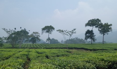 Menuju lokasi air terjun Tansi Ampek kita harus melewati hamparan perkebunan teh Mitra Kerinci yang menghantarkan sejuta kesejukan.