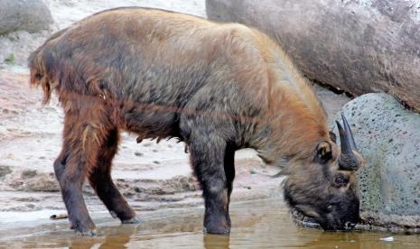 Sambut Imlek, Taman Safari Indonesia Perkenalkan Satwa Takin. Menyambut perayaan Imlek, Taman Safari Indonesia di Cisarua, Bogor, memperkenalkan satwa takin.