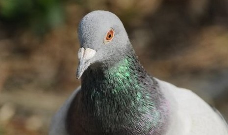 Merpati Pacu