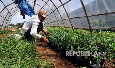 Metode Pertanian MPHP. Petani memilih bibit cabai untuk ditanam menggunakan metode mulsa plastik hitam perak (MPHP) di kawasan Ciawi, Bogor, Jawa Barat, Selasa (24/10).