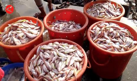 Mikroplastik yang ditemukan dalam jaringan ikan itu sebagian besar berwarna hitam dan biru serta menimbulkan risiko karsinogenik.