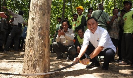 Minister of Forestry, Zulkifli Hasan, harvests the first 5 year old teak tree in Magetan, East Java, on Monday.