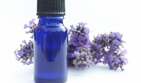 Minyak lavender