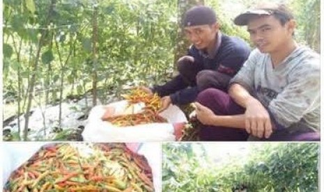 Mistoyo (kanan), petani cabai yang bergabung dengan KSM Lamor Kelud Sejahtera.