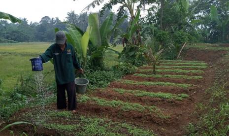 Mitra binaan balai ternak BAZNAS Bogor memanfaatkan lahan kosong di sekitar balai ternak dengan komoditas pertanian terpadu.