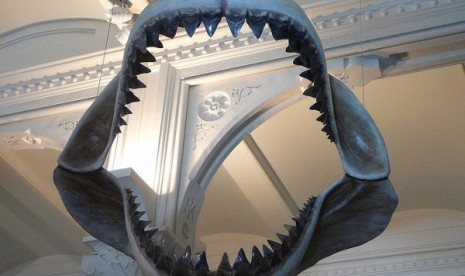 Model rahang spesies hiu purba C.megalodon di American Museum of Natural History.