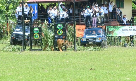 Momen pelepasliaran harimau Petir dari kandang.