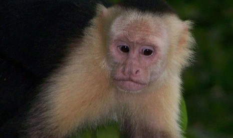 Monyet capuchin