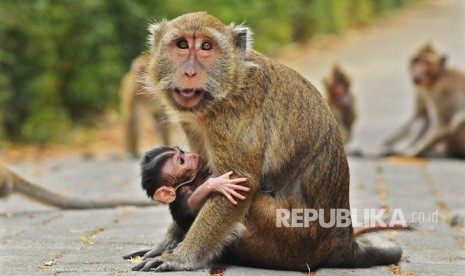 Monyet ekor panjang (Macaca Fascicularis)