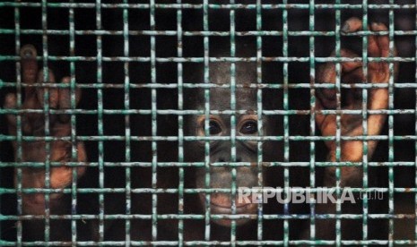  Moza Orang utan Kalimantan (Pongo pygmaeus wurmbii) berada dalam kandang saat akan dilepasliarkan dari kementerian kehutanan dan Lingkungan Hidup di Jakarta, Selasa (9/2). (Republika/Tahta Aidilla)