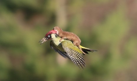 Musang menunggangi burung pelatuk