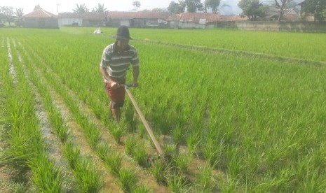 Musim kemarau yang berdampak kekeringan menyebabkan aliran air di irigasi tidak sampai ke lahan-lahan sawah di Kampung Kawung Sari, Kelurahan Marga Mekar, Kecamatan Baleendah, Kabupaten Bandung, Ahad (7/7).