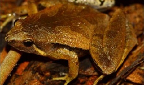 Mycrohyla palmipes, Katak Jenis Baru di Kampus IPB Darmaga