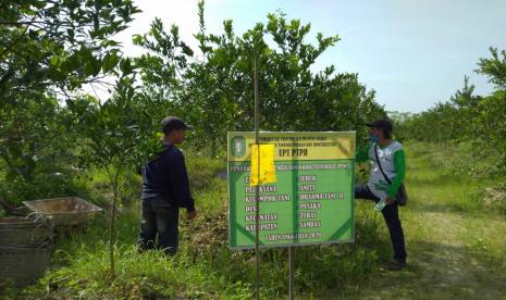 ndonesia dikenal memiliki banyak varietas jeruk lokal yang populer secara nasional, di antaranya Siam Pontianak dan Keprok Terigas yang berasal dari Provinsi Kalimantan Barat. Dua puluh tahun silam, jeruk sambas yang merupakan sentra jeruk terbesar di Kalimantan Barat mengalami keterpurukan karena adanya serangan penyakit yang menyebabkan Kabupaten Sambas sebagai endemis CVPD. Meski demikian, secara bertahap pengembangan jeruk di Kabupaten Sambas kembali bangkit.