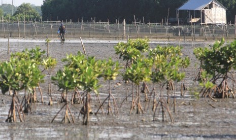 Nelayan beraktivitas di kawasan hutan mangrove di pesisir tiris, Pasekan, Indramayu, Jawa Barat, Selasa (19/2/2019).  KPU Kabupaten Indramayu menargetkan angka partisipasi pemilih dalam pemilihan bupati dan wakil bupati Indramayu tahun 2020 di angka 77,5 persen. KPU mendorong partisipasi TKI, nelayan dan petani.