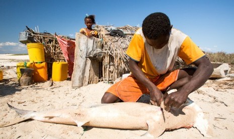 Nelayan di Madagaskar bergantung pada hiu untuk bertahan hidup.