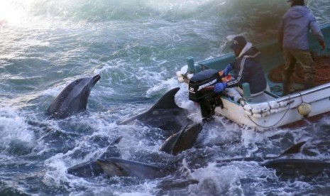   Nelayan Jepang berburu lumba-lumba di Taiji, Selasa (21/1).