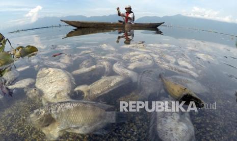 Pemkab Agam Diminta Data Ulang Keramba di Danau Maninjau. Foto ilustrasi:   Nelayan melihat ikan yang mati di tepi Danau Maninjau, Nagari Bayur, Kabupaten Agam, Sumatera Barat, Jumat (5/2/2021). Dinas Perikanan dan Ketahanan Pangan Kabupaten Agam mencatat sedikitnya 15 ton ikan Keramba Jaring Apung (KJA) ditemukan mati sejak empat hari terakhir akibat angin kencang melanda daerah tersebut. 