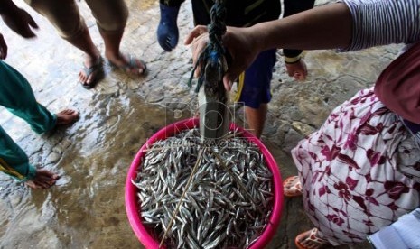  Nelayan memindahkan hasil tangkapan ikan teri di Kalimenir, Indramayu, Senin (5/8).  (Republika/ Yasin Habibi)