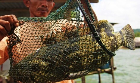 Nelayan memperlihatkan ikan hasil keramba 