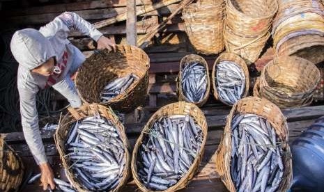 Ikan tongkol. 