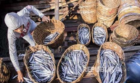 Nelayan menata ikan jenis tongkol lisong di Tempat Pelelangan Ikan (TPI) Pelabuhan Ratu, Kabupaten Sukabumi, Jawa Barat, Selasa (25/9). Menteri Kelautan dan Perikanan Susi Pujiastuti optimistis perikanan tangkap Indonesia tahun 2018 tumbuh 10 sampai 20 persen dengan potensi maksimal mencapai 8,16 juta ton.