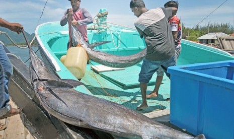 Nelayan mengangkut ikan jenis Black Marlin (Makaira indica).